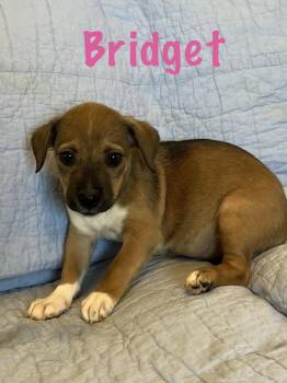 Bridget -  Basset Hound and Shepherd Dog for Adoption - Bridget | PetCurious