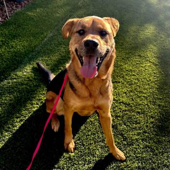 SHILOH -  German Shepherd Dog and Rottweiler Dog for Adoption in Morgan Hill, California - SHILOH | PetCurious