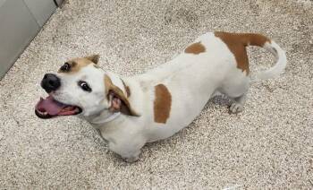 BENNY -  Basset Hound and Mixed Breed Dog for Adoption in Colorado Springs, Colorado - BENNY | PetCurious