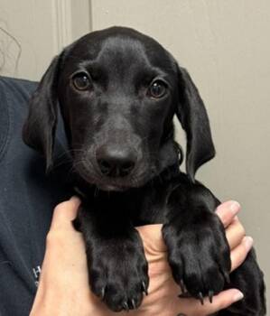 Noelani -  Terrier and Hound Dog for Adoption in Littleton, Colorado - Noelani | PetCurious