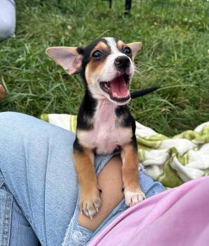 Walnut -  Mixed Breed Dog for Adoption in Indianapolis, Indiana - Walnut | PetCurious