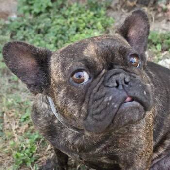 Lucy Goosey PF -  French Bulldog Dog for Adoption in Austin, Texas - Lucy Goosey PF | PetCurious