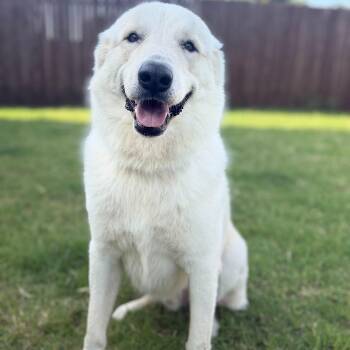 Luka -  Great Pyrenees Dog for Adoption in Krum, Texas - Luka | PetCurious
