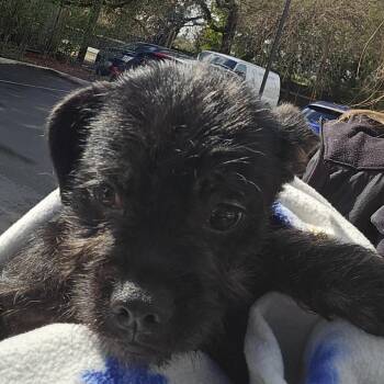 Mixed Breed Dogs Available for Adoption - Raisin | PetCurious