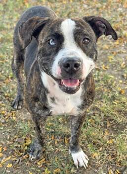 Bethany -  Pit Bull Terrier Dog for Adoption in Anderson, Indiana - Bethany | PetCurious