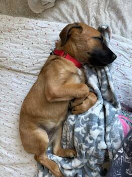 Mixed Breed Dogs Available for Adoption in Valley Stream, New York - Luna | PetCurious
