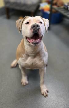 Pit Bull Terrier Dogs Available for Adoption in Amherst, Virginia - Abby | PetCurious