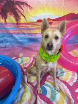 Barbie -  Shepherd Dog for Adoption in Brookings, Oregon - Barbie | PetCurious