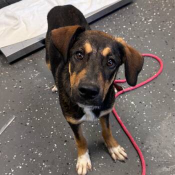 Mixed Breed Dogs Available for Adoption in Columbiana, Alabama - Joshua Basset | PetCurious
