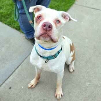Rescue Pit Bull Terrier Dogs for Adoption in Ramona, California - Peter | PetCurious