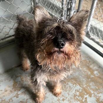 Max -  Miniature Schnauzer Dog for Adoption in Pekin, Illinois - Max | PetCurious