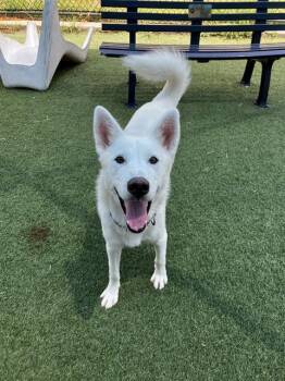 AXEL -  Mixed Breed Dog for Adoption in Dallas, Texas - AXEL | PetCurious