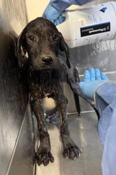 Sweetpea -  Labrador Retriever and Mixed Breed Dog for Adoption in Bowling Green, Kentucky - Sweetpea | PetCurious
