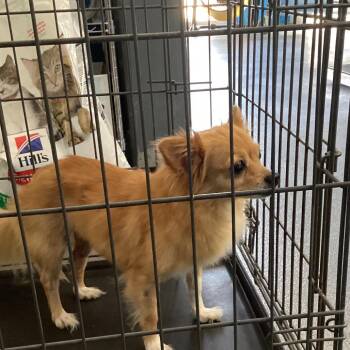 Sky -  Chihuahua Dog for Adoption in Montgomery, Alabama - Sky | PetCurious