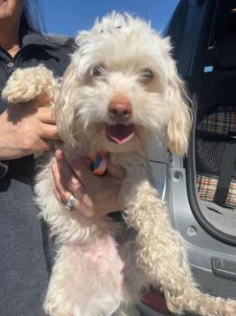 Maltese and Poodle Dogs Available for Adoption in West Milwaukee, Wisconsin - Mandy $550 *Miniature* | PetCurious