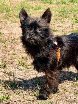 Norfolk Terrier and Shih Tzu Dogs Available for Adoption - Thatcher | PetCurious