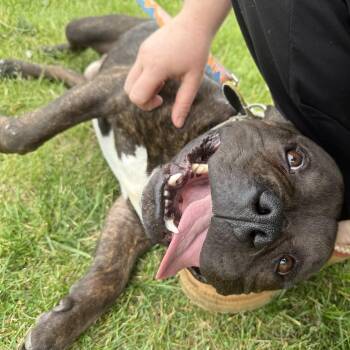 Nugget -  Bulldog and American Bully Dog for Adoption in Grand Blanc, Michigan - Nugget | PetCurious