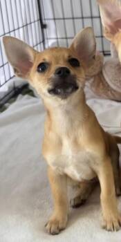 Chihuahua and Mixed Breed Dogs Available for Adoption - Blanche | PetCurious