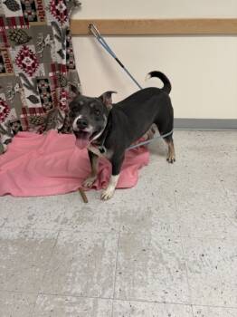 Rescue Pit Bull Terrier Dogs for Adoption in Salt Lake City, Utah - *Bubba* | PetCurious