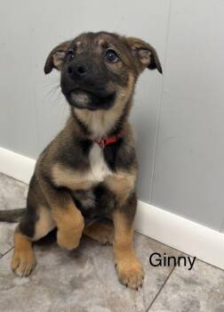 Mixed Breed Dogs Available for Adoption in Rochester, Indiana - GINNY | PetCurious