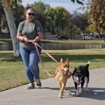 Rescue Husky and Shepherd Dogs for Adoption in La Honda, California - Ginny & Luna URGENT!! | PetCurious