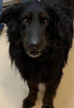 Australian Shepherd Dogs Available for Adoption - BEAR | PetCurious