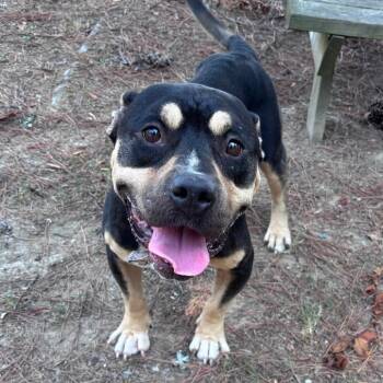 Shakespeare II  26-081 -  Pit Bull Terrier Dog for Adoption in Little Rock, Arkansas - Shakespeare II  26-081 | PetCurious