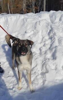 Husky and Shepherd Dogs Available for Adoption - Trigger | PetCurious