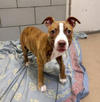 Budgie -  Mixed Breed Dog for Adoption in Nashville, Tennessee - Budgie | PetCurious