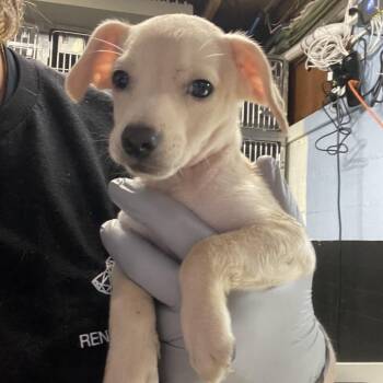 Furby -  Chihuahua Dog for Adoption in Savannah, Georgia - Furby | PetCurious
