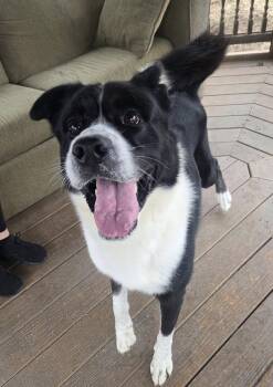 Rescue Cane Corso and Border Collie Dogs for Adoption in Martinsburg, West Virginia - Kola | PetCurious