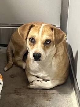 Castanet -  Chihuahua and Mixed Breed Dog for Adoption in Fort Worth, Texas - Castanet | PetCurious