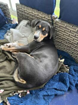 Rescue Labrador Retriever and Beagle Dogs for Adoption in Dover, Arkansas - Amelia | PetCurious