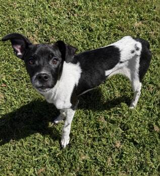 Angus -  Smooth Fox Terrier Dog for Adoption in Ooltewah, Tennessee - Angus | PetCurious