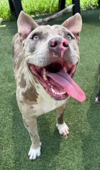 CHERRY -  Mixed Breed Dog for Adoption in Columbia, South Carolina - CHERRY | PetCurious