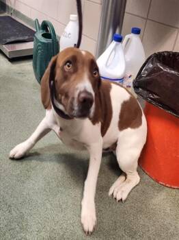 JUNEBUG -  Mixed Breed Dog for Adoption in Santa Fe, New Mexico - JUNEBUG | PetCurious