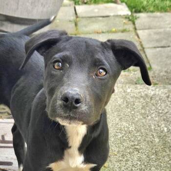 Labrador Retriever and Jack Russell Terrier Dogs Available for Adoption in Andover, Massachusetts - Fritz Famous | PetCurious