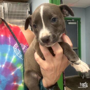 Terrier Dogs Available for Adoption in Washington, District Of Columbia - Freda | PetCurious