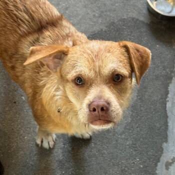 Cole A2300599 -  Mixed Breed Dog for Adoption in Los Angeles, California - Cole A2300599 | PetCurious