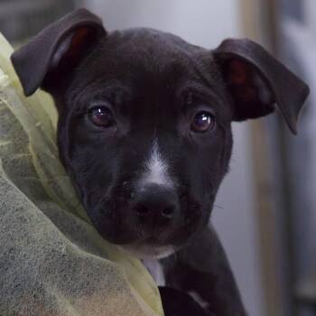 Rigatoni -  Terrier and Mixed Breed Dog for Adoption in South Elgin, Illinois - Rigatoni | PetCurious