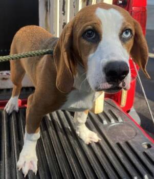 Cody -  Hound and Mixed Breed Dog for Adoption in Blue Ridge, Georgia - Cody | PetCurious