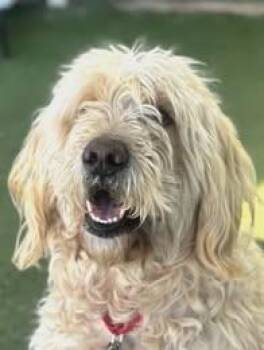 Goldendoodle Dogs Available for Adoption in Fruit Heights, Utah - Remington | PetCurious