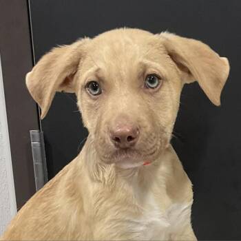 Nola (Lola) -  Labrador Retriever and Shepherd Dog for Adoption in Tampa, Florida - Nola (Lola) | PetCurious