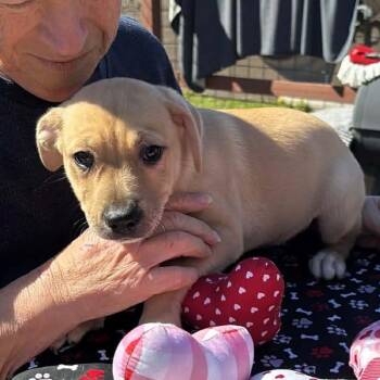 American Staffordshire Terrier Dogs Available for Adoption - Gypsy | PetCurious