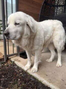 Rescue Great Pyrenees Dogs for Adoption in Bend, Oregon - Lucy | PetCurious