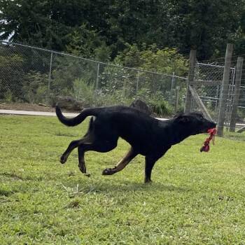Rambo -  Mixed Breed and German Shepherd Dog Dog for Adoption in Blairsville, Georgia - Rambo | PetCurious