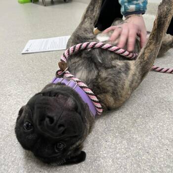 Shar Pei Dogs Available for Adoption - Rae | PetCurious