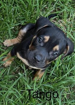 Tango -  Terrier Dog for Adoption - Tango | PetCurious