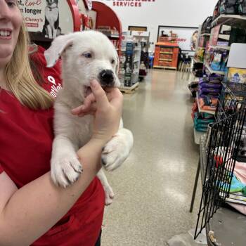 Rescue Australian Cattle Dog Blue Heeler and Great Pyrenees Dogs for Adoption in Plano, Texas - Tank | PetCurious