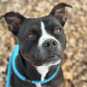 Rescue Terrier and Boxer Dogs for Adoption in Chattanooga, Tennessee - Detective MooMoo | PetCurious